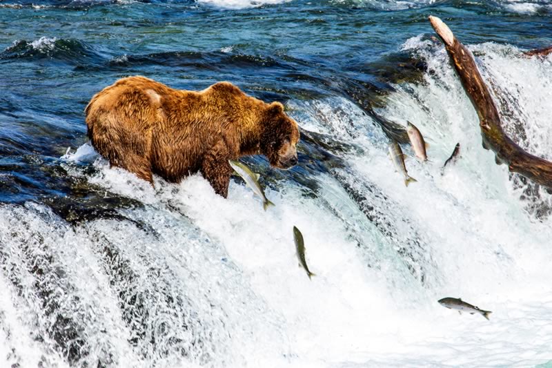 Alaska Bear Viewing Tours, The Best Tours in Alaska