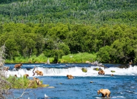 Alaska Bear Viewing at Brooks Falls