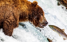 Alaska Bear Viewing at Brooks Falls