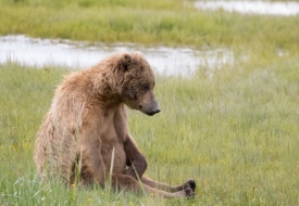 Alaska Bear Viewing