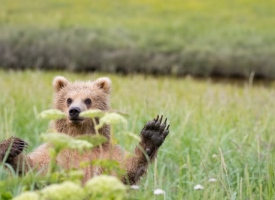 Alaska Bear Viewing