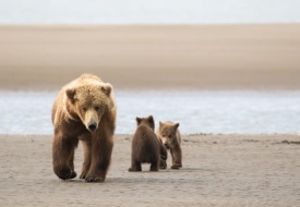 Alaska Bear Viewing