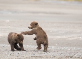Brown Bear Cubs Playing