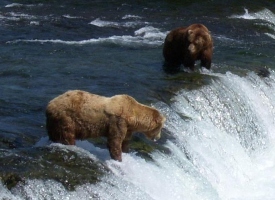 Brooks Falls Alaska