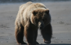 Brown Bear on Beach