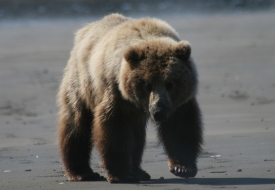 Brown Bear on Beach