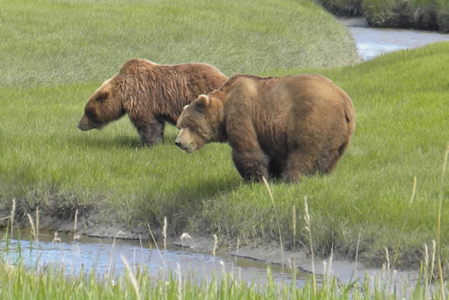 Alaska Trips & Tours