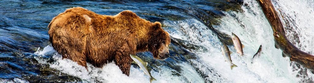 Alaska Bear Viewing Tour: Katmai National Park | Regal Air